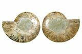 Cut & Polished Ammonite Fossil - Madagascar #364792-1